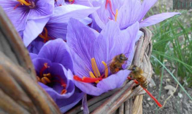 In Puglia c' chi coltiva lo zafferano: il delicato oro rosso di Deliceto